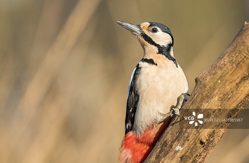大斑点啄木鸟- Grote Bonte Specht,Diepenbeek，比利时图片素材