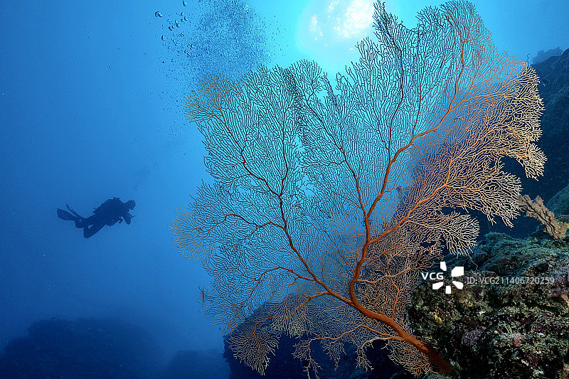 水下的女人水肺潜水在清澈的蓝色大海，马约特图片素材