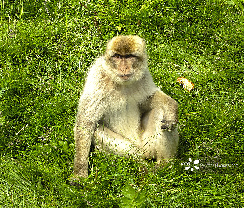 高角视角的猕猴坐在草地上，给，丹麦图片素材