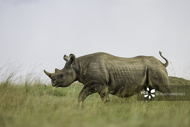 肯尼亚马赛马拉国家保护区，黑白犀牛站在草地上，背对着天空的侧视图图片素材
