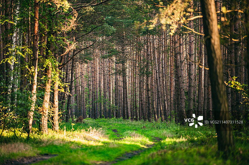 生长在森林中的树木，格拉贝克，波兰图片素材