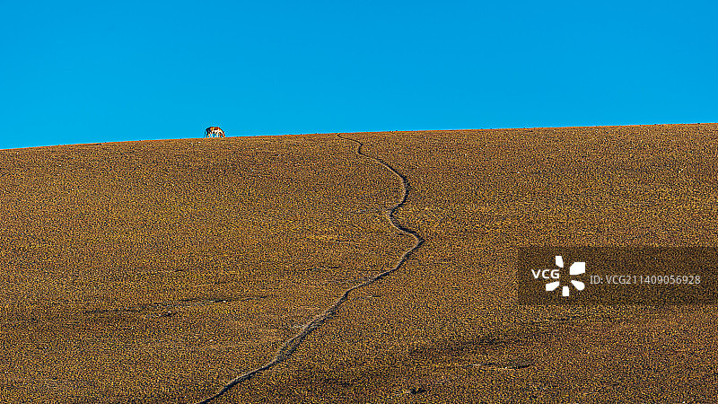 中国西藏山坡上吃草的藏野驴图片素材