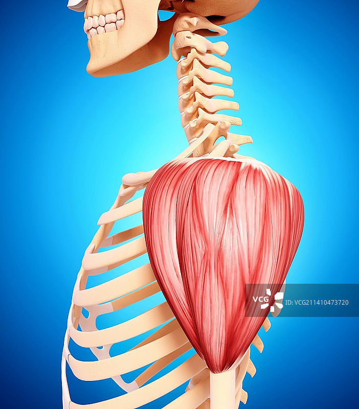 人类肩膀肌肉组织，艺术品图片素材