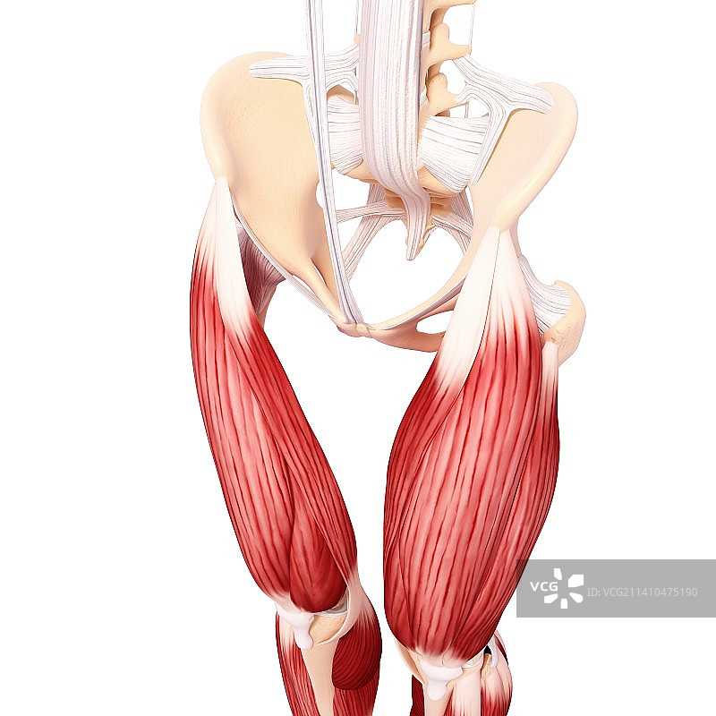 人类腿部肌肉组织，艺术品图片素材