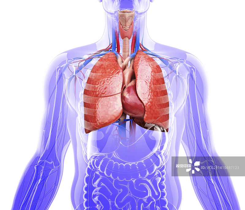 人类的肺，艺术品图片素材