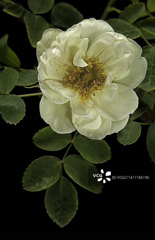 Rosa foetida ' Heinrich Keller '(奥地利蔷薇，波斯黄玫瑰，奥地利铜玫瑰)图片素材