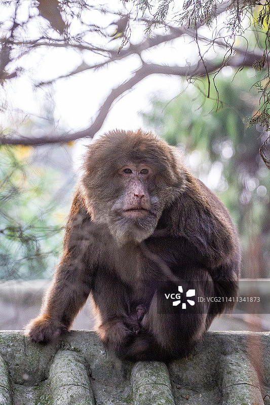 四川省绵阳市动物园圈养藏酋猴图片素材