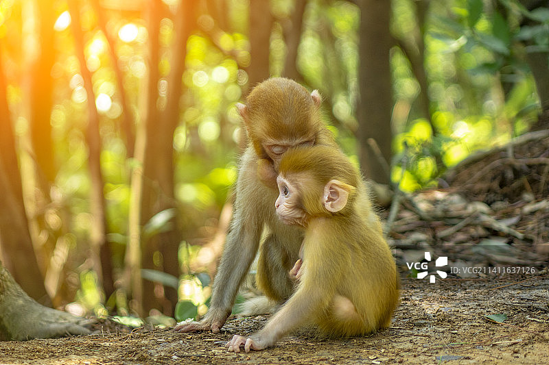 张家界国家公园内两只相互依偎的猴子图片素材