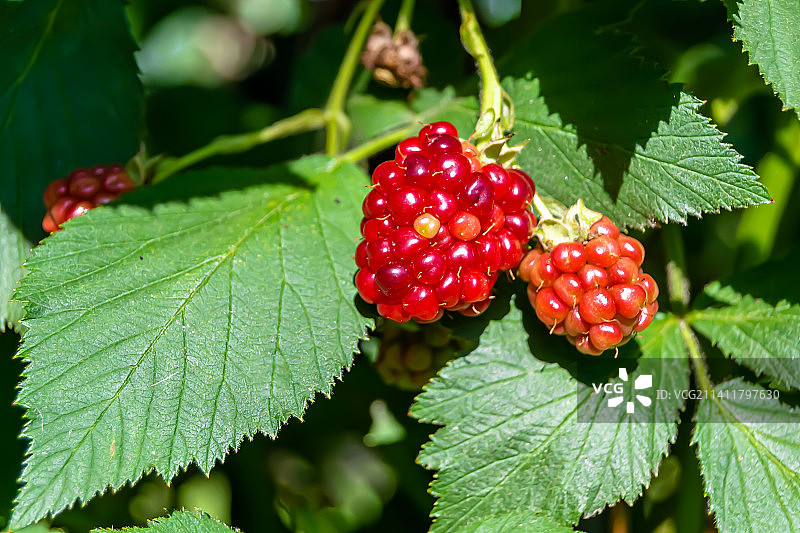 摄影主题美丽的莓枝黑莓灌木，乌克兰图片素材