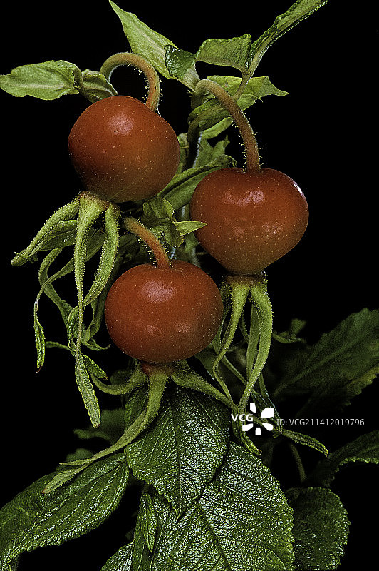 蔷薇'Scabrosa'（蔷薇玫瑰、日本玫瑰、拉马纳斯玫瑰、土耳其斯坦玫瑰） - 水果图片素材