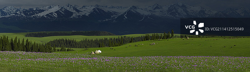 盛夏时节鲜花盛开的喀拉峻大草原图片素材