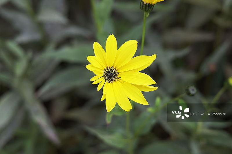 法国卡昂，黄色开花植物的特写图片素材