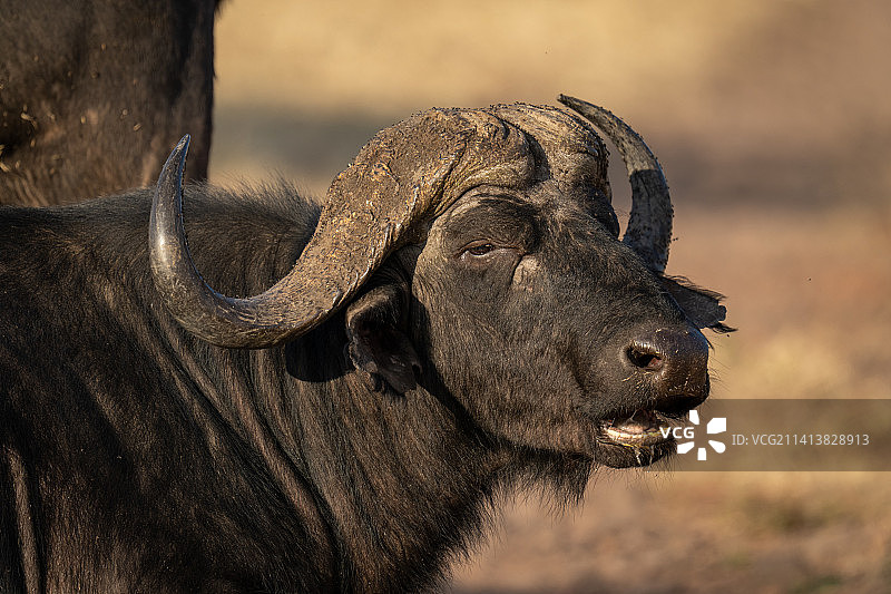 博茨瓦纳，水牛在野外的特写镜头图片素材