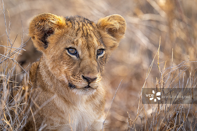 肯尼亚，小狮子躺在草地上的特写镜头图片素材