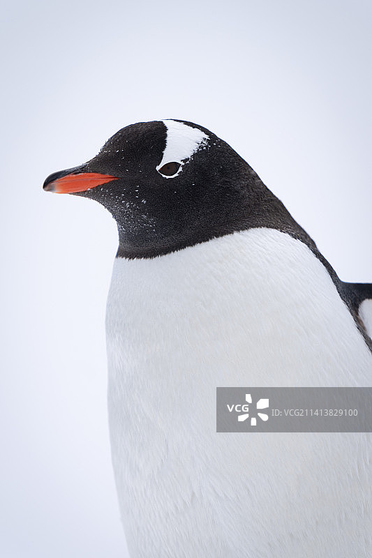 巴布亚企鹅站在雪地上的特写图片素材