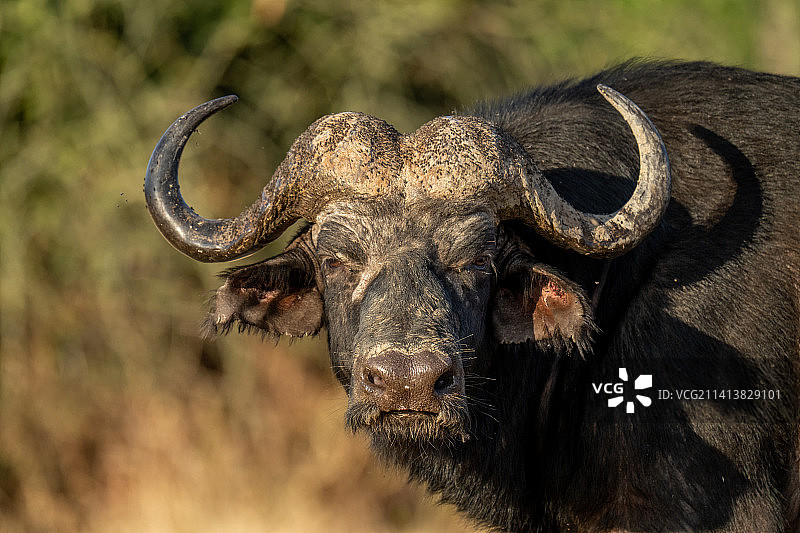 博茨瓦纳，阳光下的雄性角水牛特写图片素材
