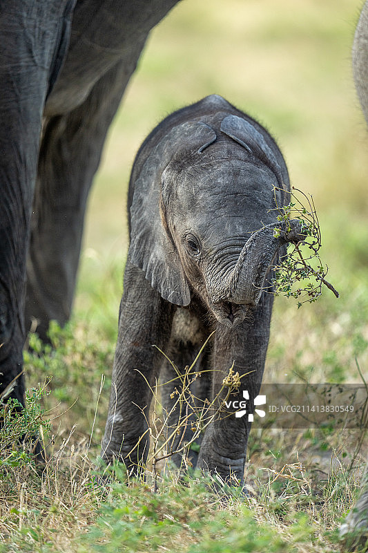 博茨瓦纳，非洲丛林象宝宝带着树枝行走图片素材