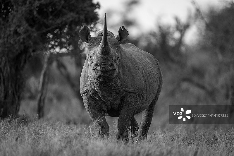 肯尼亚，一只黑犀牛在空地上面对镜头图片素材