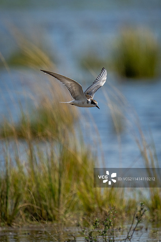 博茨瓦纳，长着胡须的燕鸥展翅飞越泛滥平原图片素材