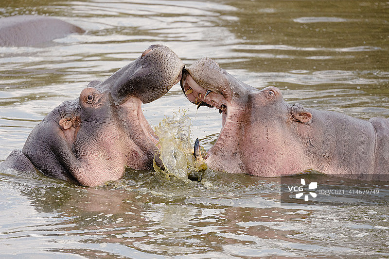 大象在湖中游泳的特写，坦桑尼亚图片素材