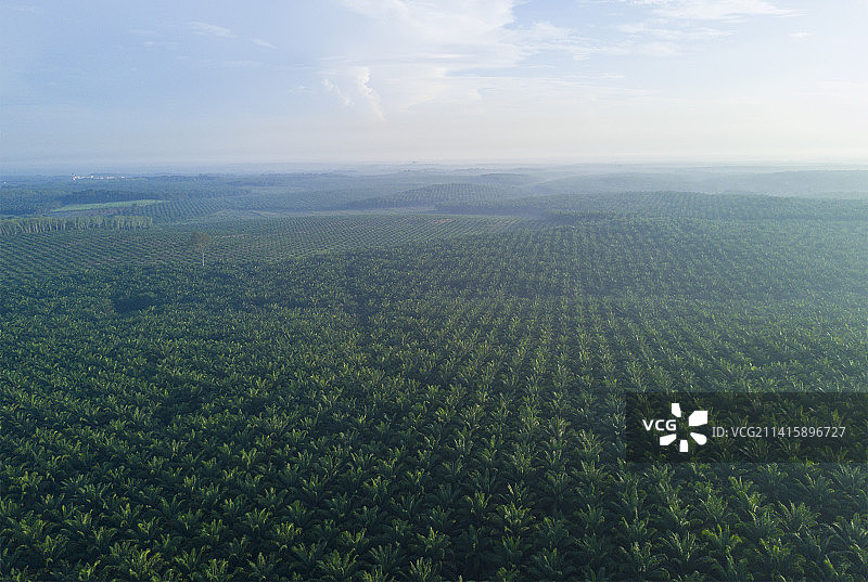 马来西亚马六甲，东亚棕榈种植园的Arial视图图片素材