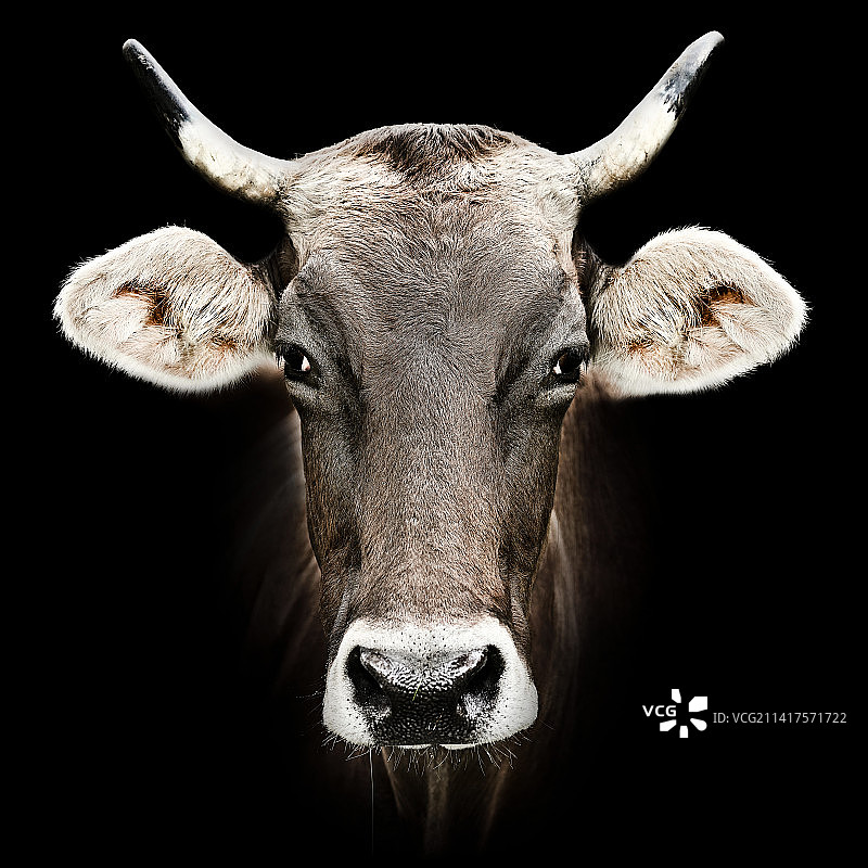 特写肖像牛在黑色背景，瑞士图片素材