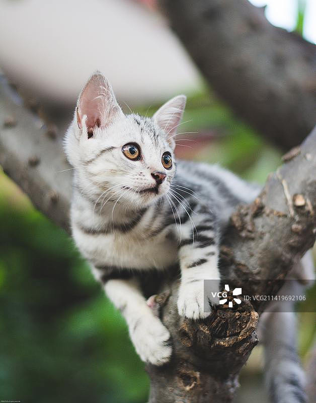 印度尼西亚，树上的猫的低角度视图图片素材