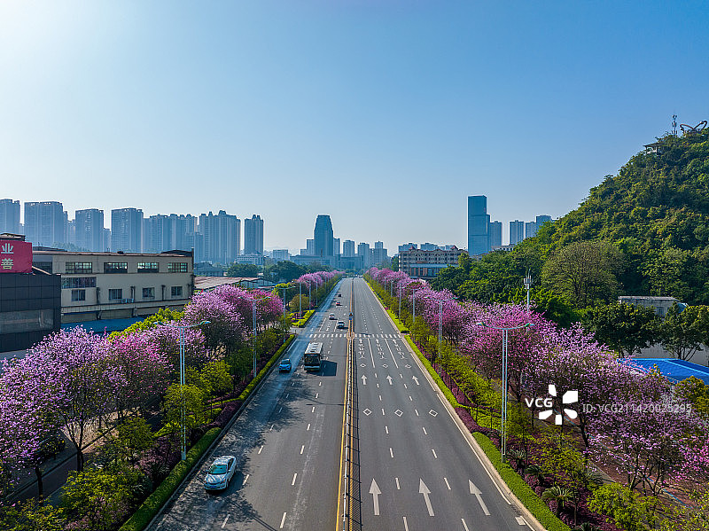 柳州城市紫荆花航拍图片素材