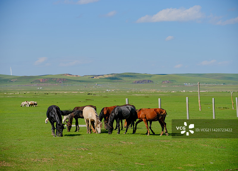 马在草原上吃草图片素材
