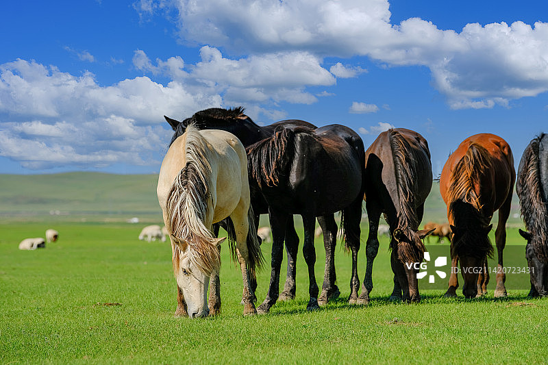 牧场里站着吃草的马图片素材