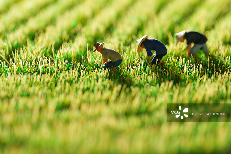 农民在稻田里劳作图片素材