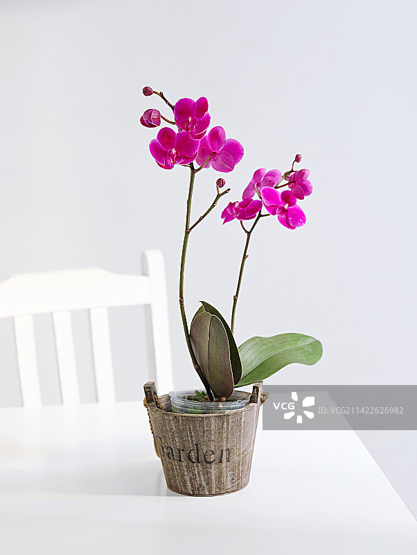 桌面上摆放着的盆栽鲜花蝴蝶兰图片素材
