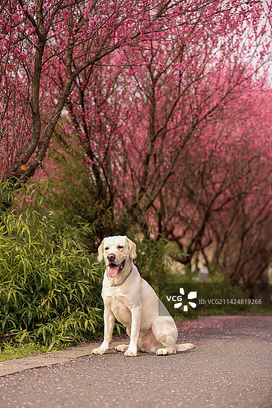 坐在梅花树下的拉布拉多寻回犬图片素材