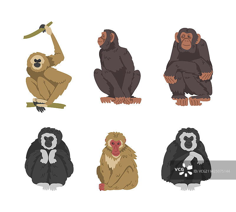 猴子作为树栖灵长类动物和猿类哺乳动物图片素材