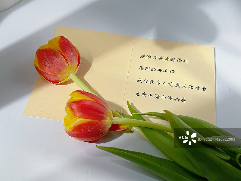 带露珠的新鲜郁金香花与寄语贺卡图片素材