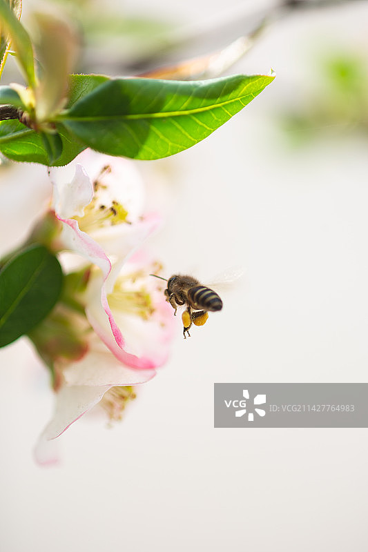 在花蕊上采蜜的蜜蜂图片素材