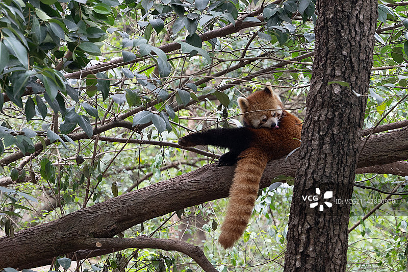 树枝上的小熊猫添腿特写镜头图片素材