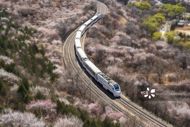 列车花海。拍摄于北京居庸关长城脚下。在花海中穿行的”长城号“列车，壮观又美丽！图片素材