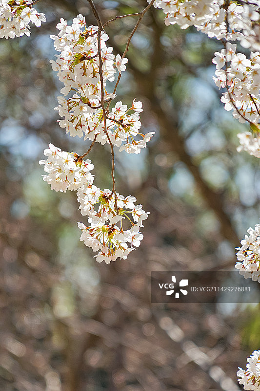 春天盛开的樱花特写图片素材