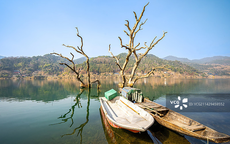 古树枯木在河面水中的倒影划船的渔夫和鸭子游过图片素材