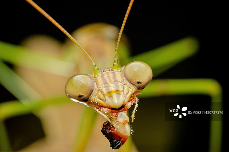 觅食中的螳螂_DSC7877图片素材