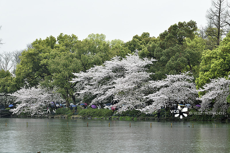 西湖边的樱花林图片素材