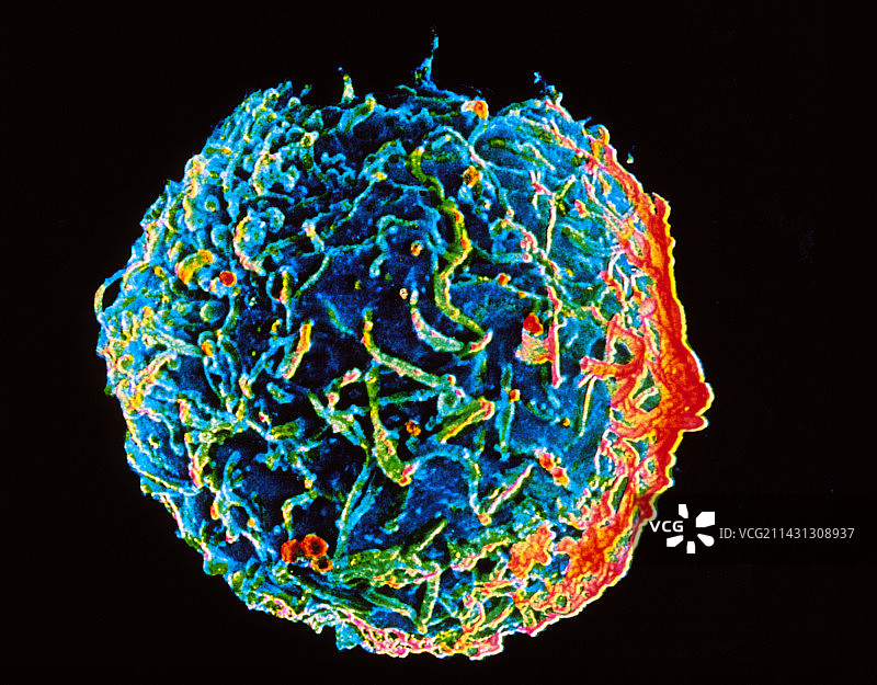 b淋巴细胞血细胞的扫描电镜图片素材