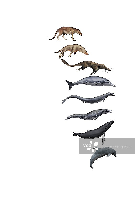鲸鱼进化，插图图片素材