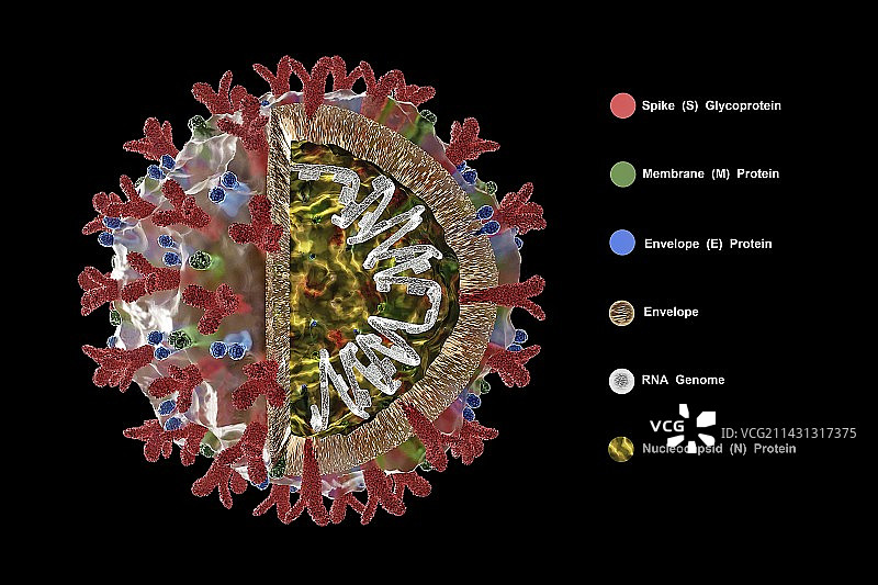 Covid-19冠状病毒颗粒，插图图片素材