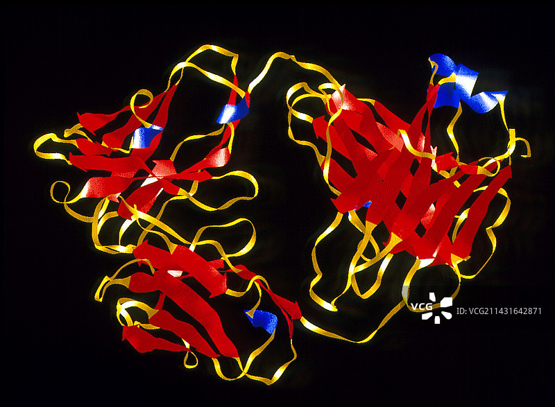 免疫球蛋白G1抗体分子图片素材