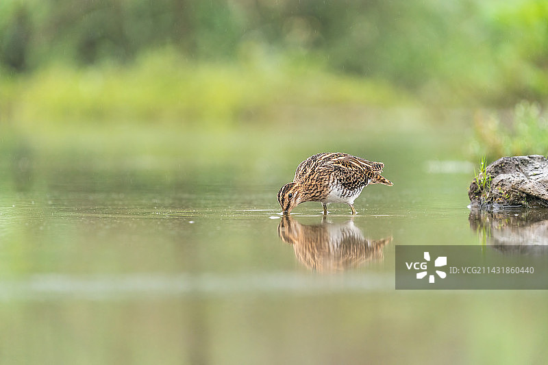 一只扇尾沙锥鸟在湖泊浅滩里活动并快速行走于沼泽中觅食水中的田螺、小鱼及其它软体动物图片素材