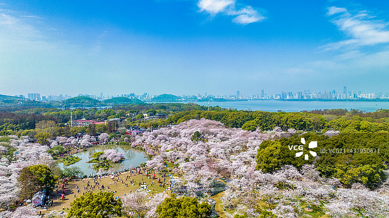 湖北武汉东湖樱花园与旁边的东湖图片素材