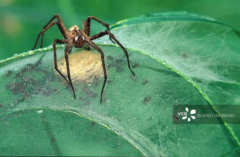 育网蜘蛛(Pisaura mirabilis)图片素材