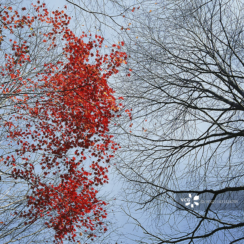 日光国家公园的树上红叶图片素材